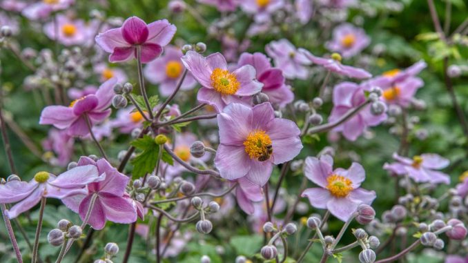 Japanese anemone - planting, care and tips - live-native.com